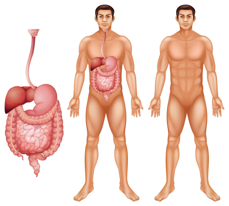 白色背景上的矢量男性人体消化系统