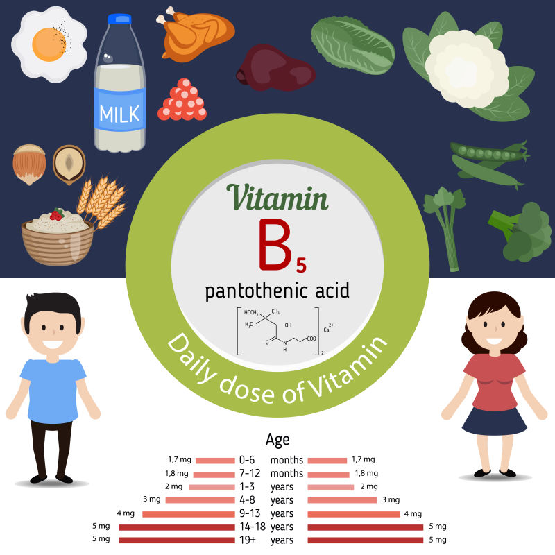 维生素B5含量丰富的食物矢量插图