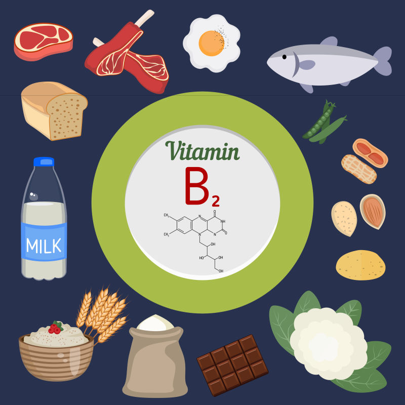 富含维生素B2的食物矢量插图