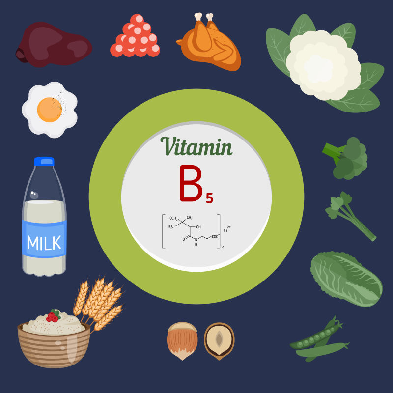 富含维生素B5的食物矢量插图