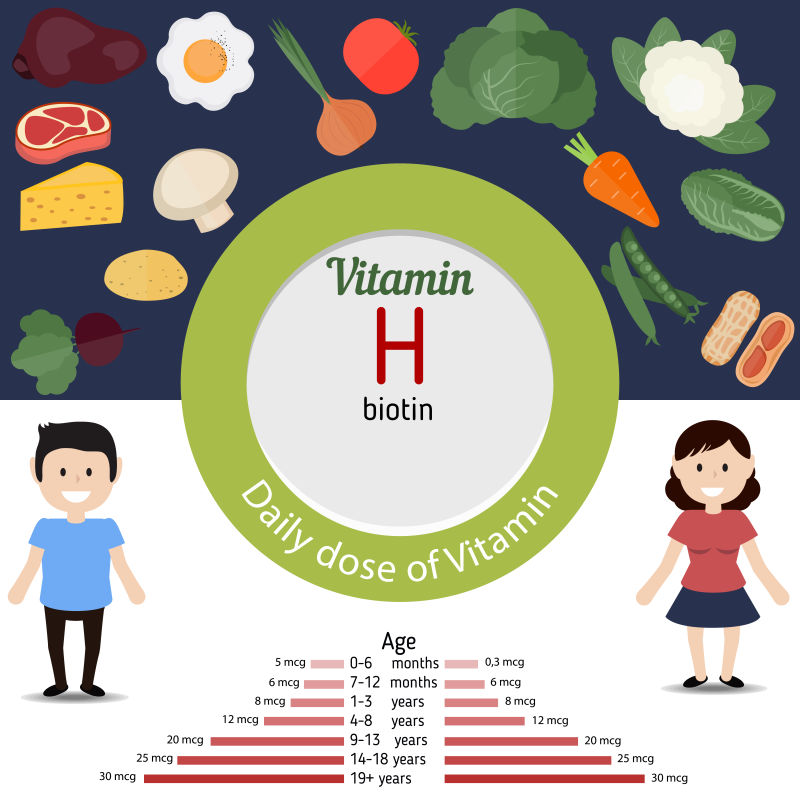 富含维生素H的食物矢量插图