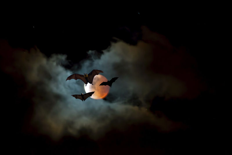 月亮映衬着三只蝙蝠