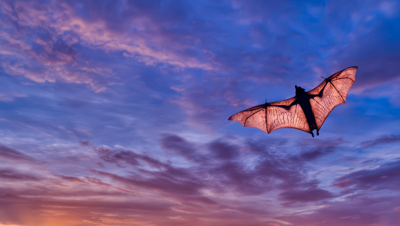 夕阳下飞翔的蝙蝠