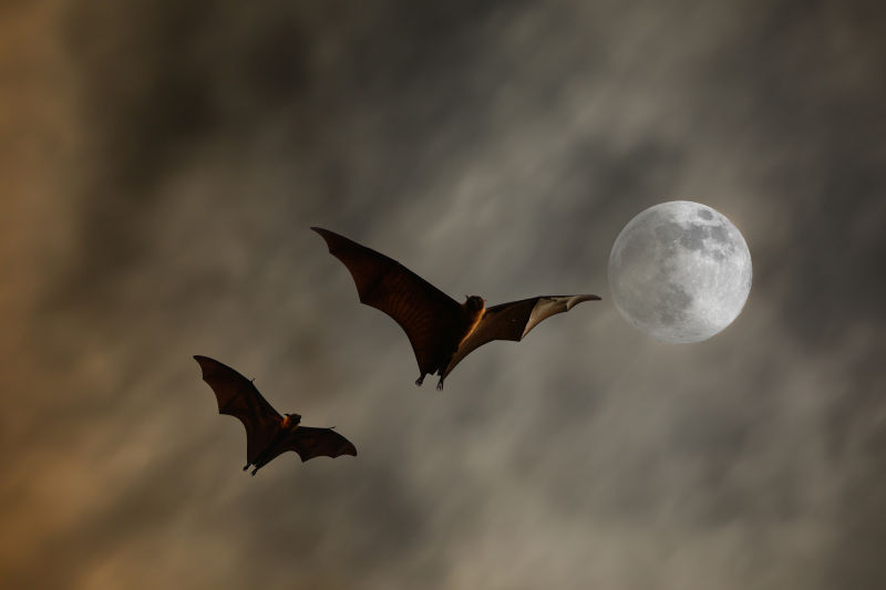 月亮下的两只蝙蝠