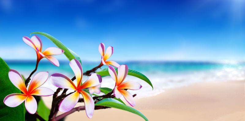 海滩上的蒲公英花