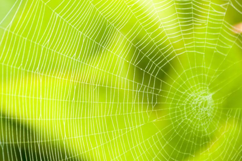 嫩绿色的蜘蛛网