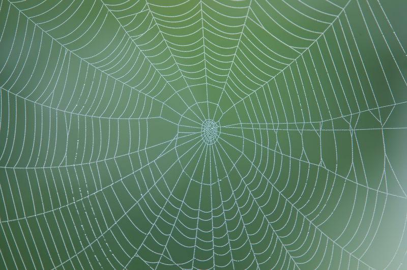 墨绿色的蜘蛛网