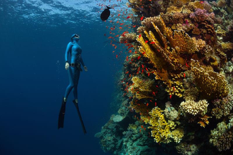 珊瑚礁旁的潜水者
