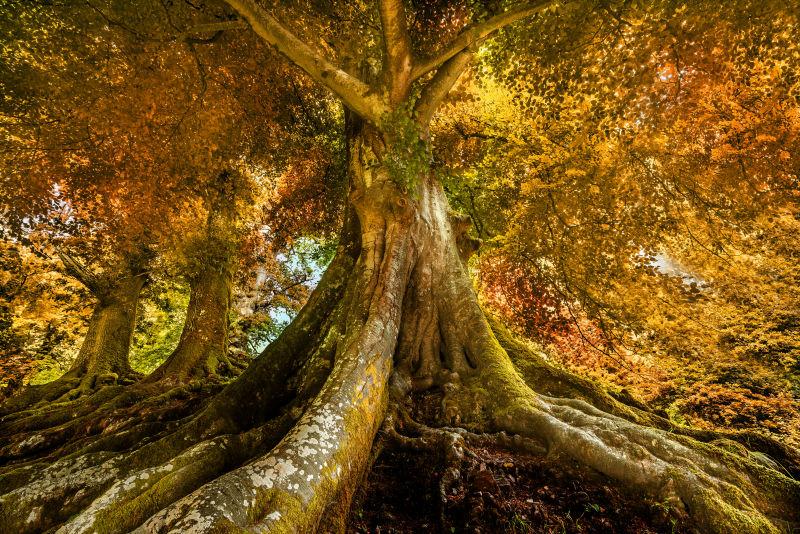 深秋户外古老的树木与树桩