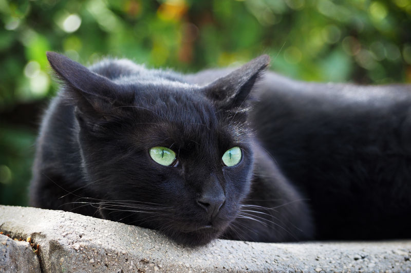 一只趴着的黑猫