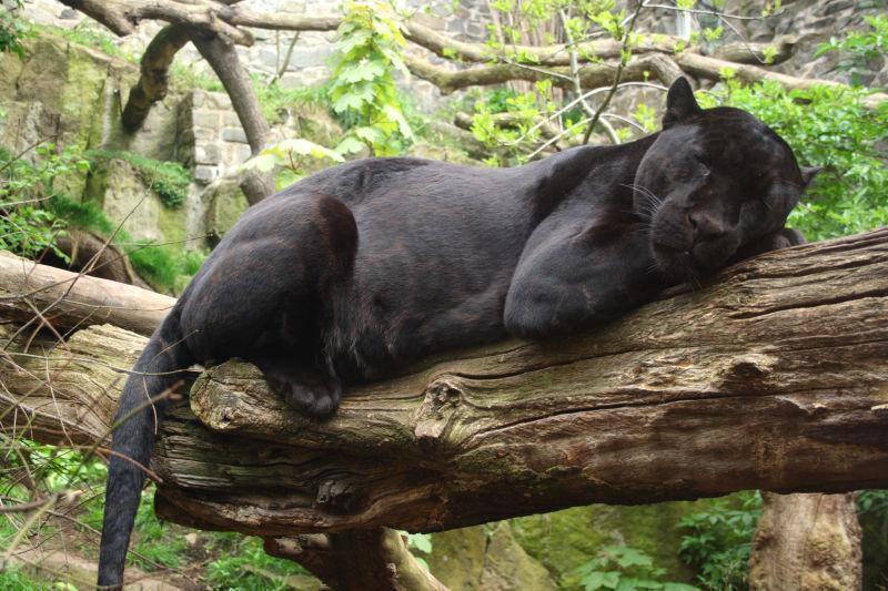 沉睡在树干上的黑豹
