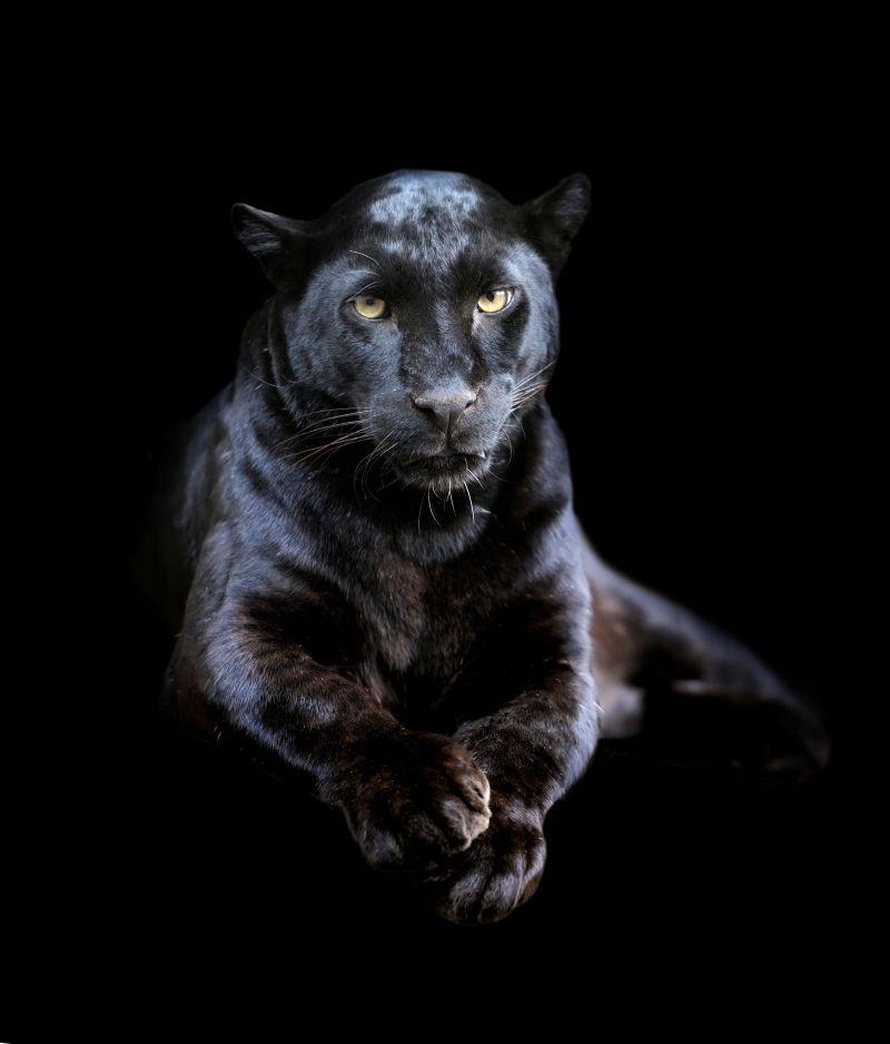 黑暗背景下的黑豹正面特写