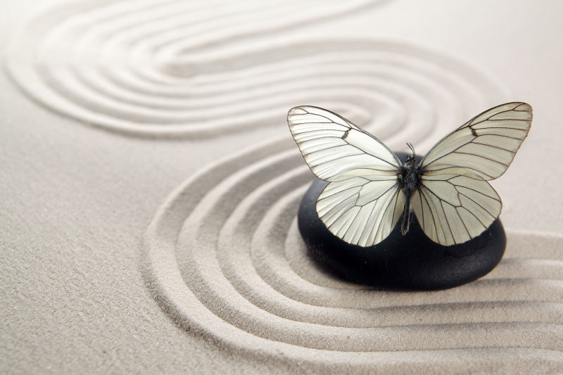 沙子上白色的蝴蝶