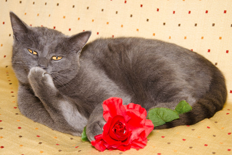 可爱的猫咪与红色花朵