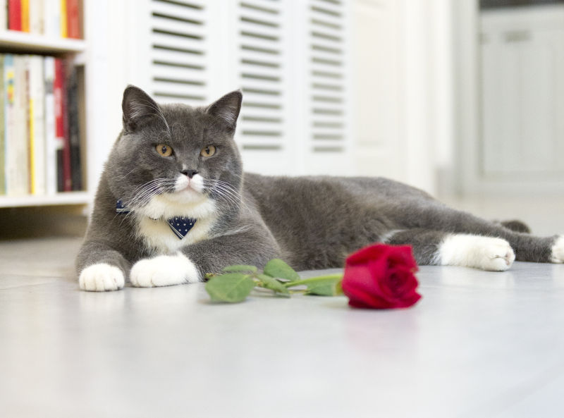躺在地上的猫咪与玫瑰