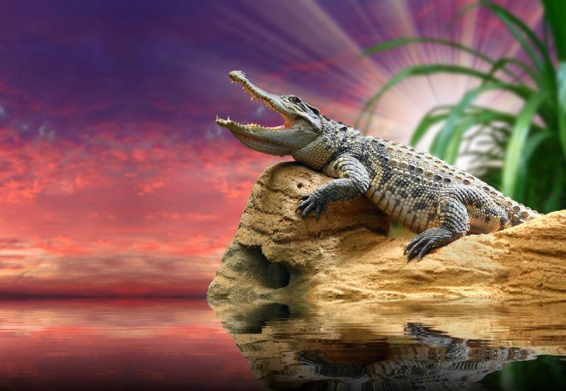 鳄鱼在热带海洋上抵御日落的天空