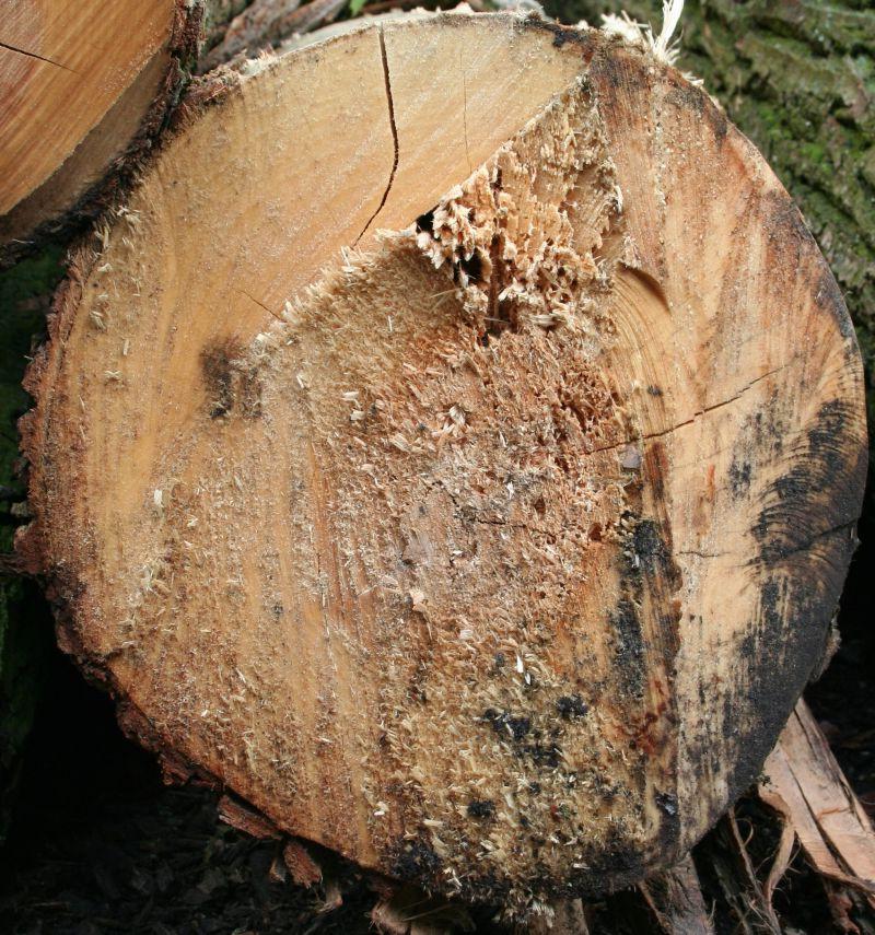旧的伐木木材