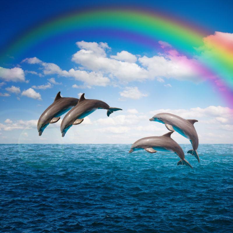 一群跳跃的海豚