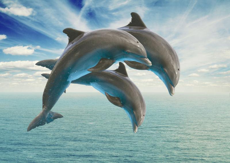 三跳海豚