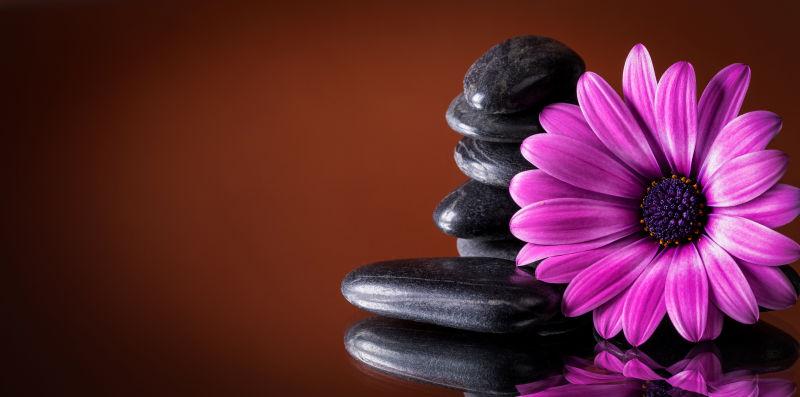 黑色的石头与粉红色非洲菊