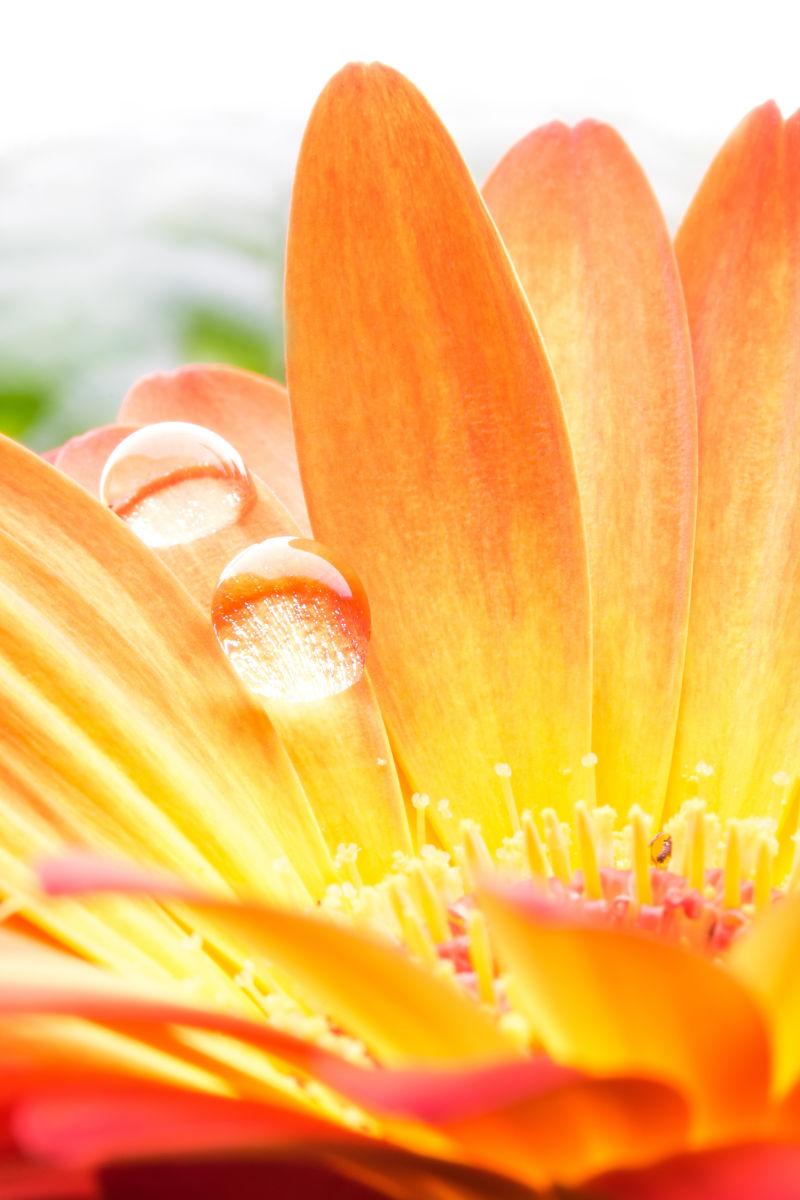 橙色非洲菊花瓣上的露珠