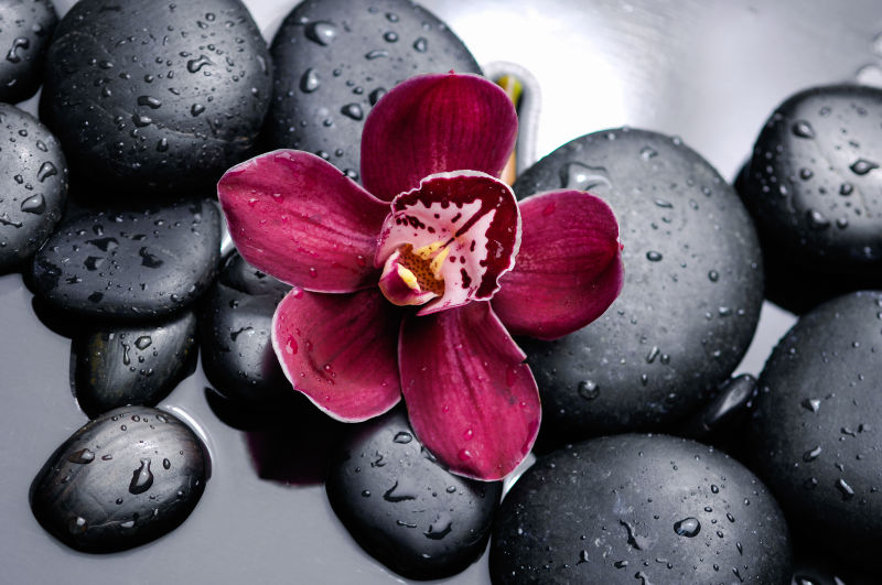 黑色石头上的紫红色花朵