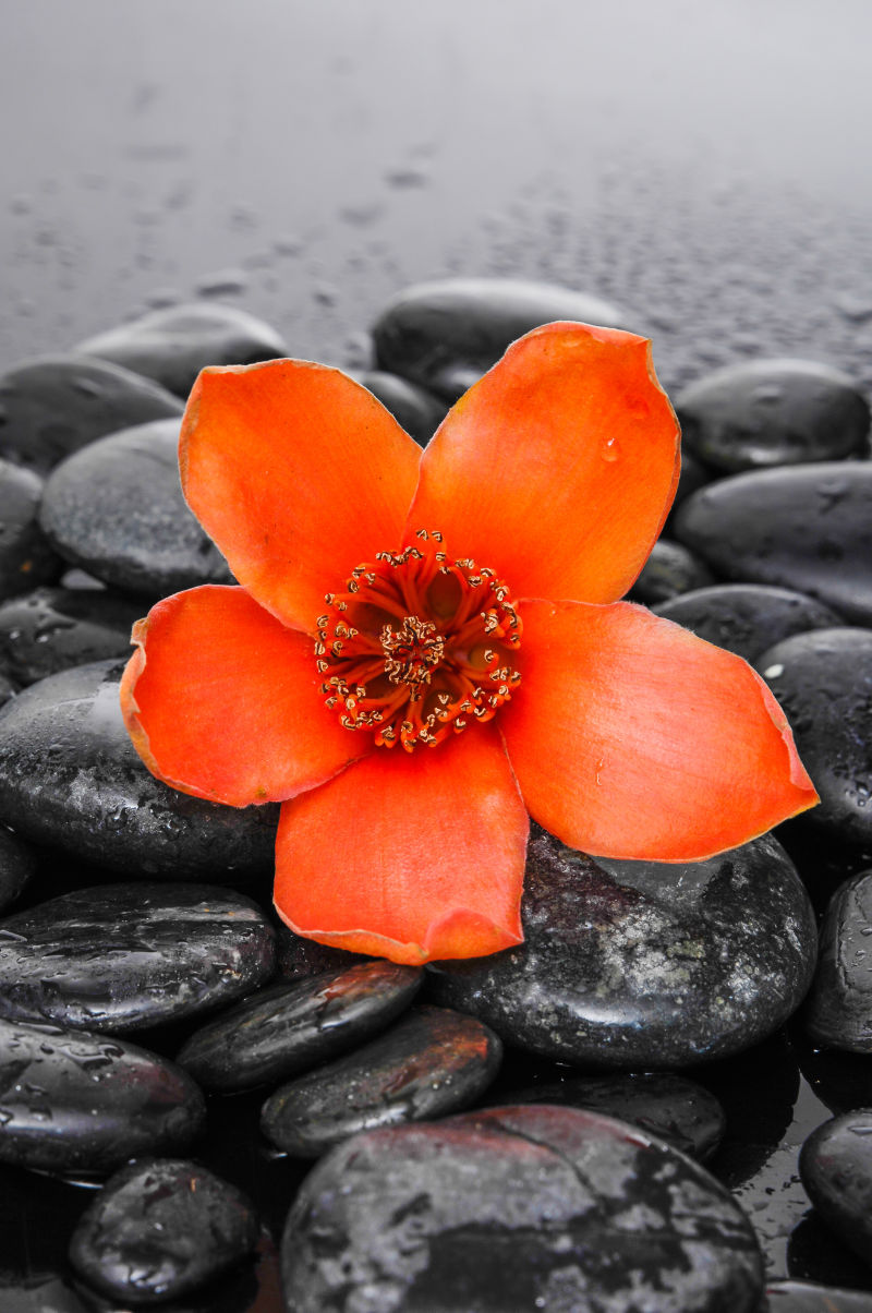 橙色花朵与石头