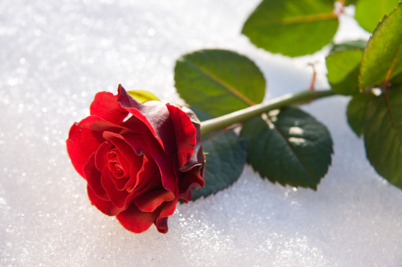 雪地上的新鲜红色玫瑰