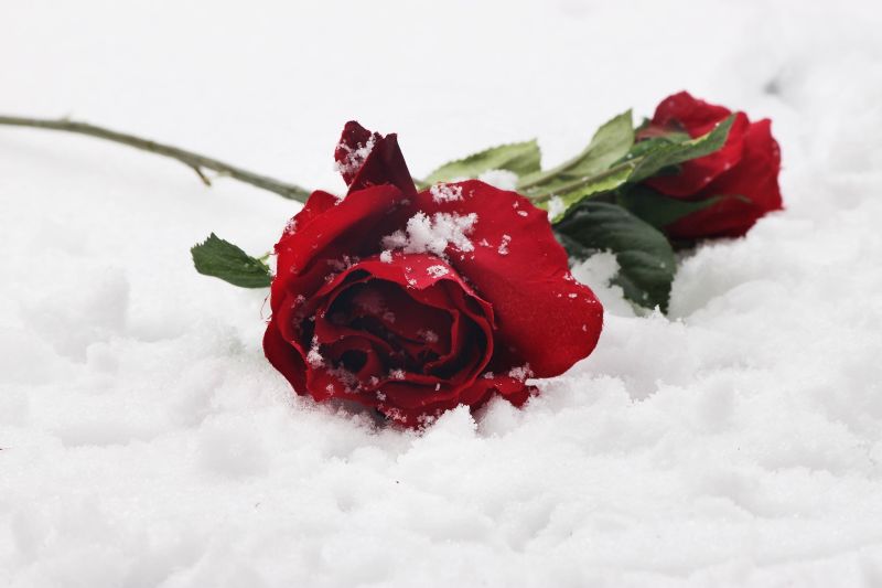 雪地上的红玫瑰