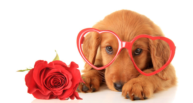 情人节带着心形红色眼镜的小狗和玫瑰花