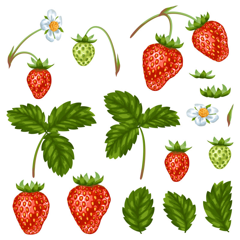 新鲜草莓插图矢量设计