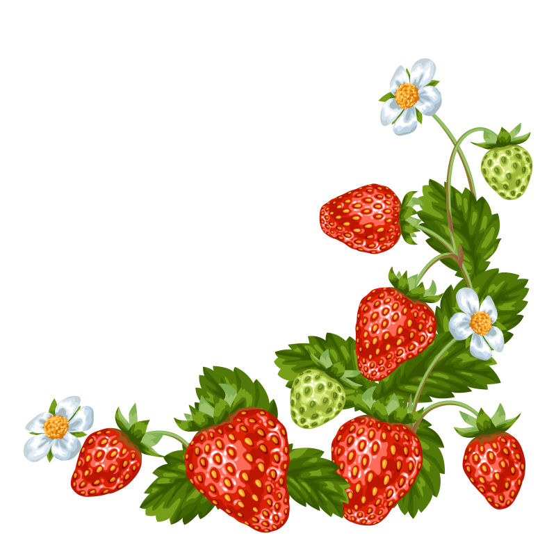 矢量红色草莓插图