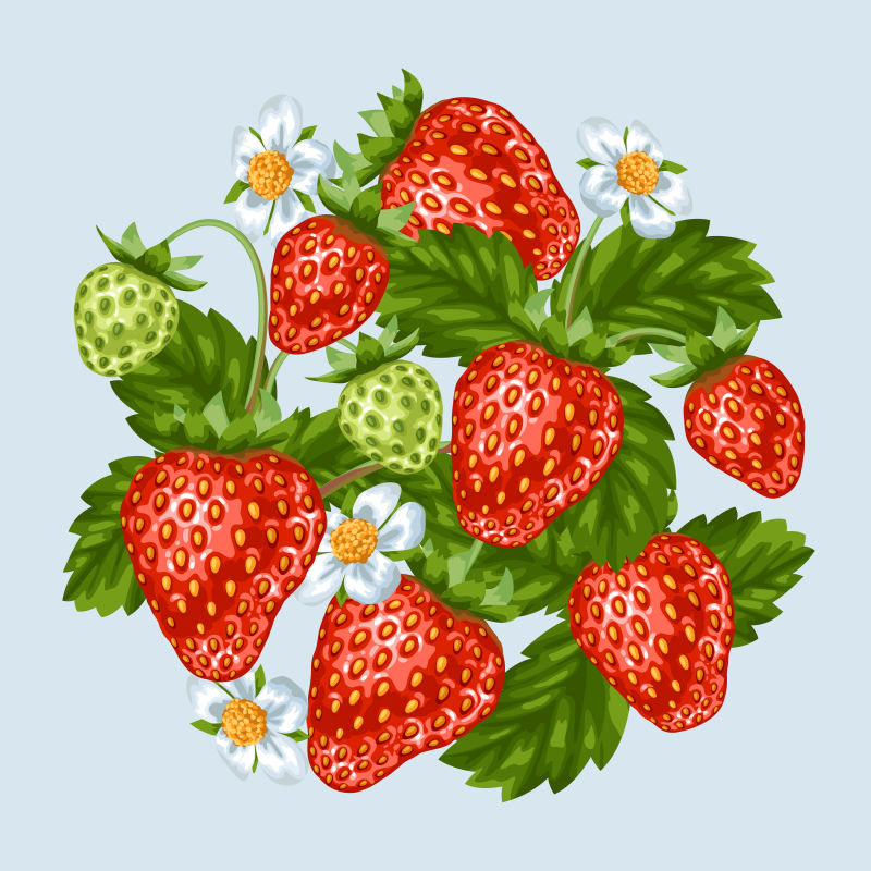 矢量的红色草莓插图