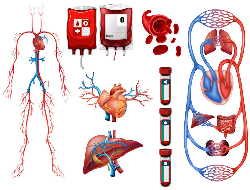 血型和呼吸系统矢量图解