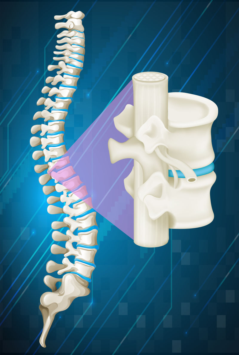 矢量蓝色背景上的脊柱骨插图