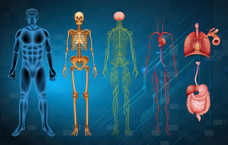 各种人体系统和器官矢量插图