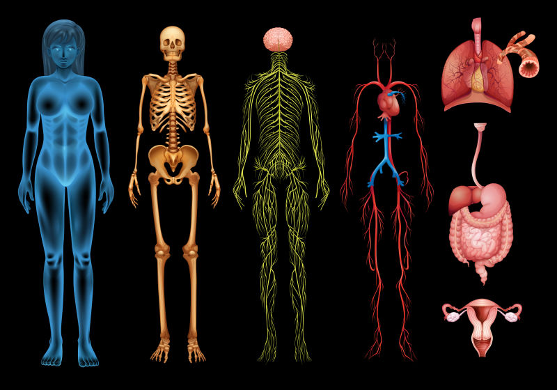 矢量黑色背景下的人体系统和器官