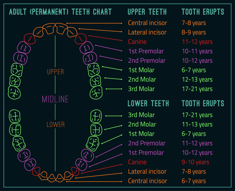 矢量彩色牙齿信息图表