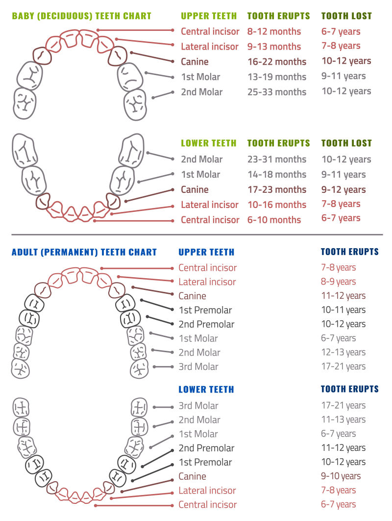 创意矢量人类牙齿信息图表插图
