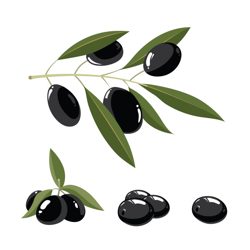 矢量的黑橄榄插图