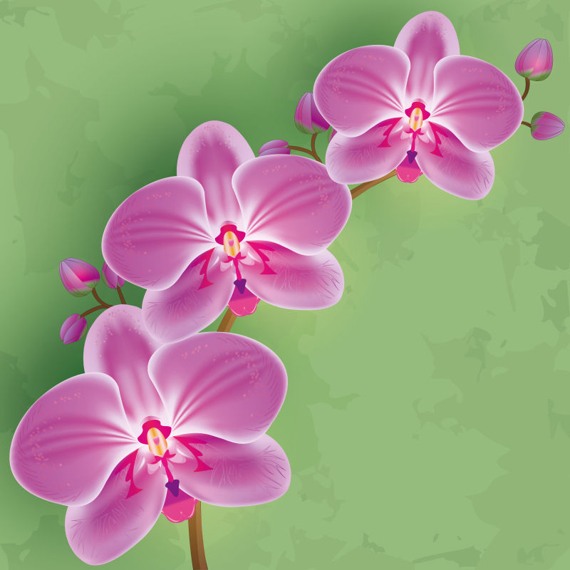 矢量美丽的紫色花朵插图