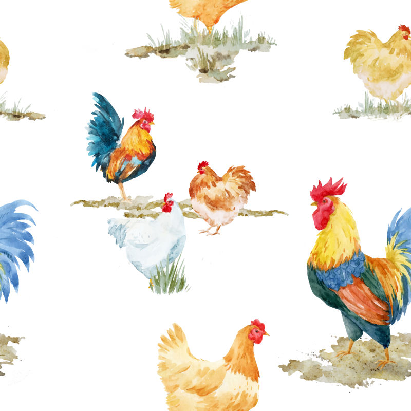 水彩鸡群插图矢量设计