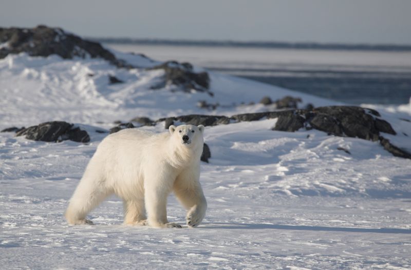 雪地里行走的北极熊