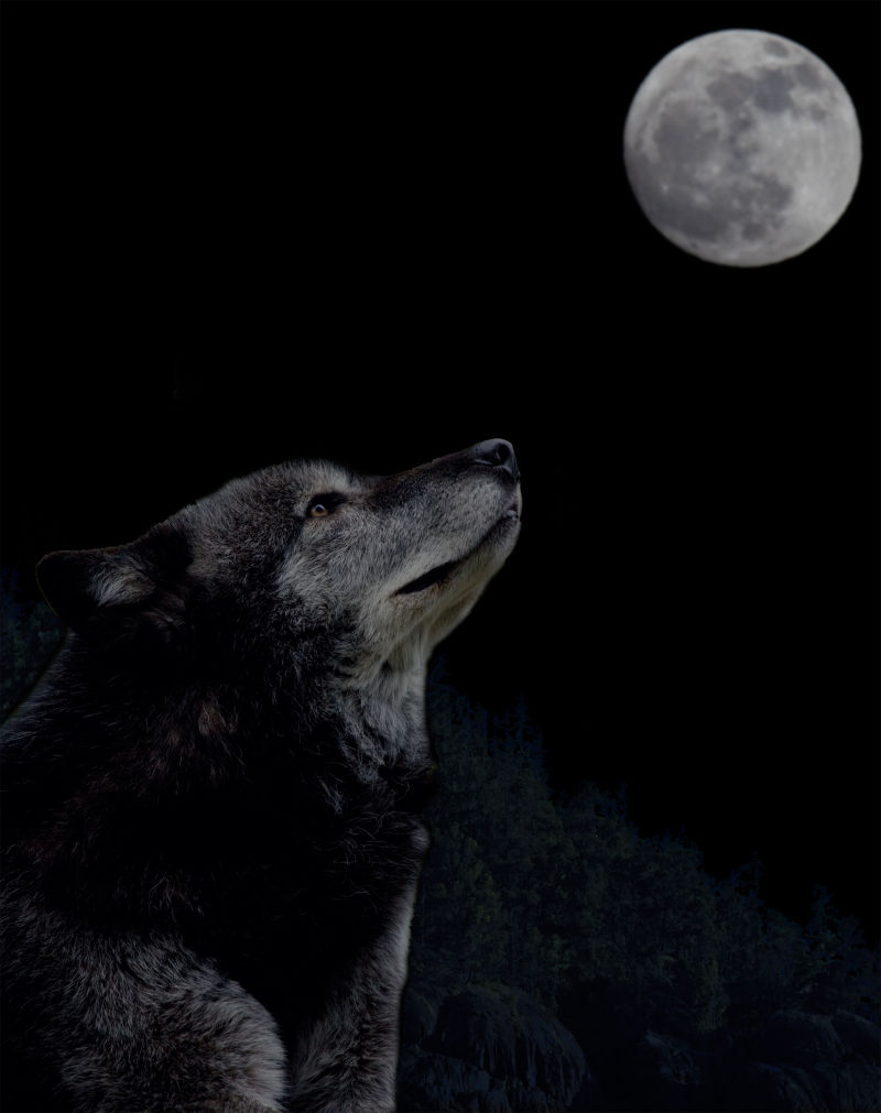 望向月亮的狼