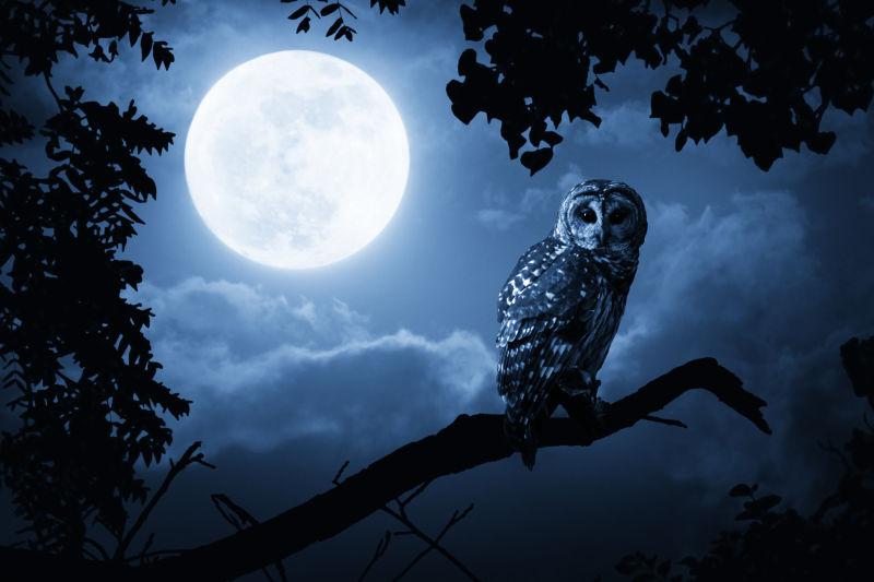 宁静有圆月的夜晚猫头鹰站在树梢