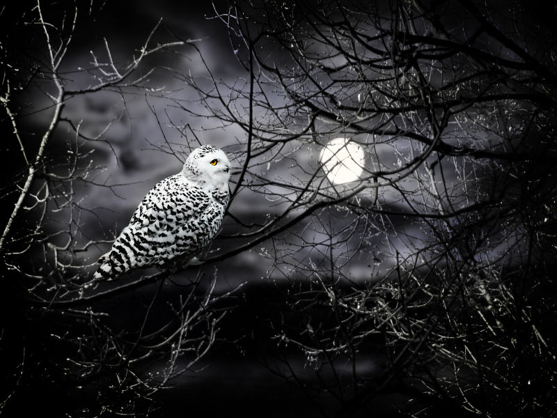 有月亮的晚上的猫头鹰站在树梢