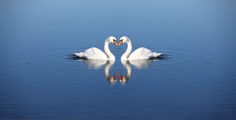 湖面上两只洁白的天鹅