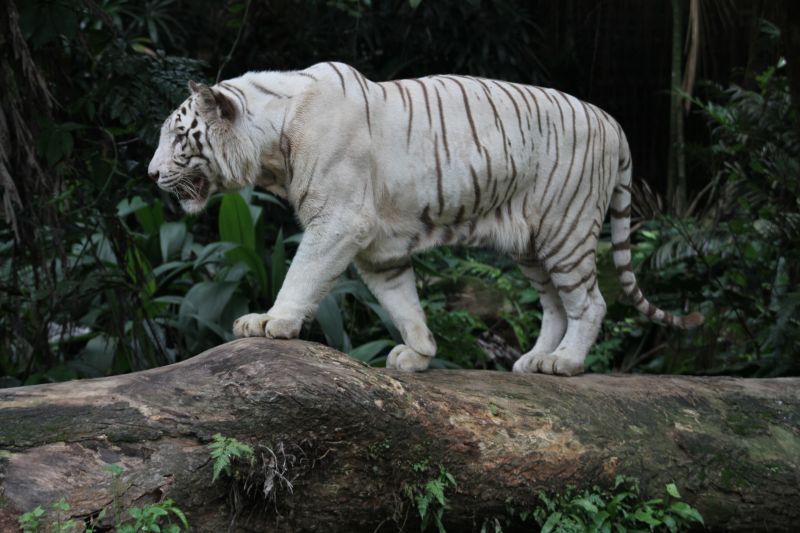 强壮的白虎
