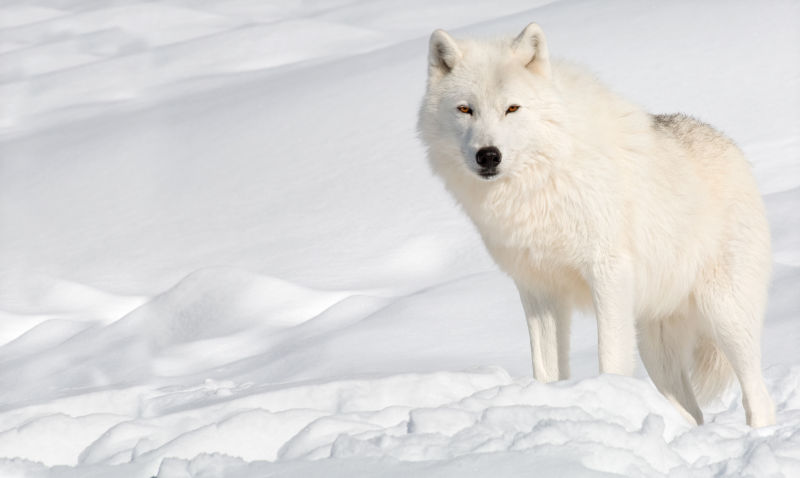 雪地上白色的狼