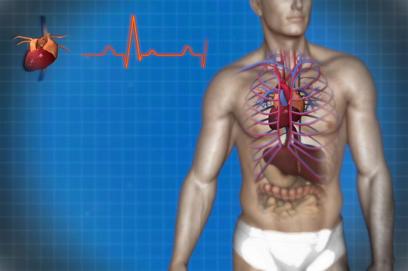 3D人体透视心脏解剖学